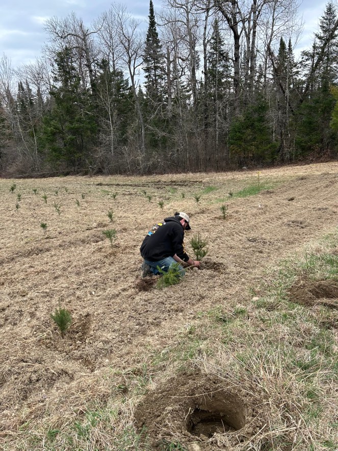 Nate Swanson planting tree