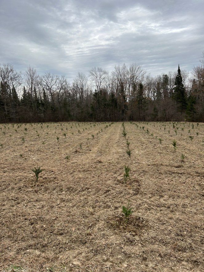 A wide-angle landscape photo of a large field, newly planted with small trees. The field takes up the majority of the frame and is a light brown color with visible rows of recently disturbed earth. Extending from the bottom of the frame and receding into the distance, hundreds of tiny, green saplings, each no taller than a foot, are uniformly spaced in neat, parallel rows. The rows are distinct, and the saplings cast minimal shadows. In the background, a dense line of mature trees forms the horizon. Most of these background trees are deciduous with bare, dark branches, indicating early spring or late fall, but a few tall, dark green evergreen trees are interspersed among them, particularly on the left and right sides. Above the treeline, the sky is overcast with soft, diffuse light and a uniform gray cloud cover. The overall impression is one of a vast, newly planted tree farm under a quiet, cloudy sky.